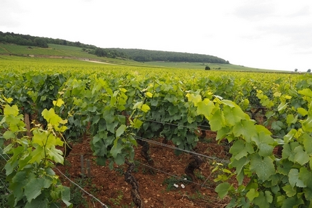 Paysage vigne Savigny